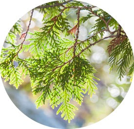 The Benefits of Cedar Wood for Men's Skin