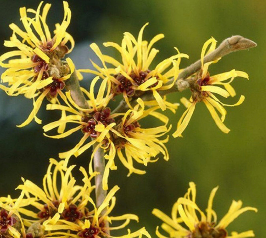 The Ultimate Mens Skincare Guide: Witch Hazel