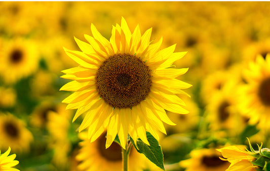 Why Sunflower Seed Oil is a Must-Have for Your Skincare Routine
