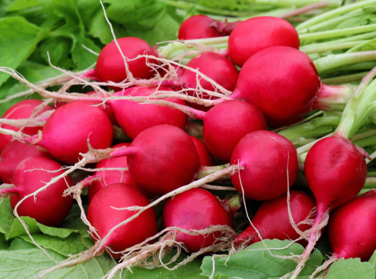 What is Radish Root and Is It Good For Your Skin? Fort Skincare