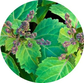 The Natural Benefits of Patchouli for Men’s Skin